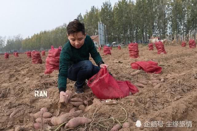 菏澤一個(gè)返鄉(xiāng)大學(xué)生創(chuàng)業(yè)的第 一步，種植的500畝地瓜豐收了