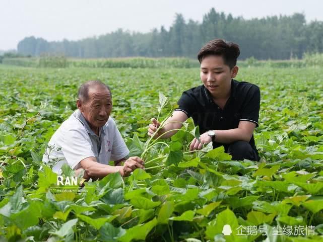 菏澤一個(gè)返鄉(xiāng)大學(xué)生創(chuàng)業(yè)的第 一步，種植的500畝地瓜豐收了