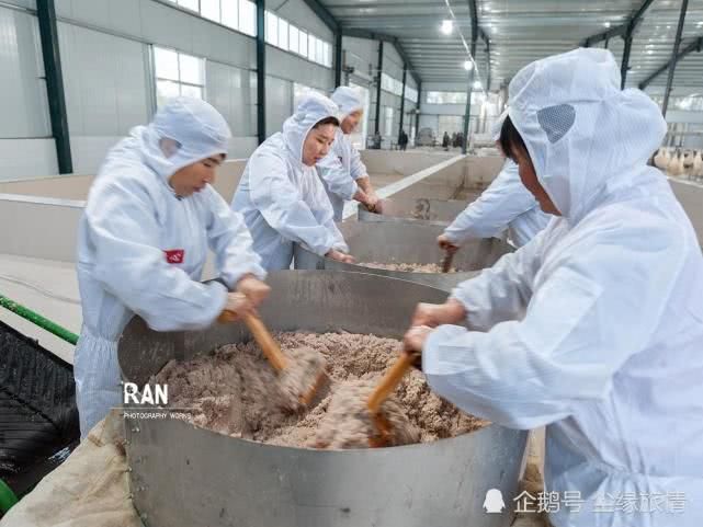 菏澤一個(gè)返鄉(xiāng)大學(xué)生創(chuàng)業(yè)的第 一步，種植的500畝地瓜豐收了